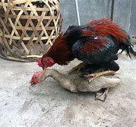 Ayam Jantan Dan Betina Kawin