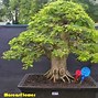 Gambar Bonsai Asem Jawa Juara