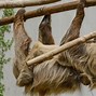 Sloth Artinya Bahasa Indonesia